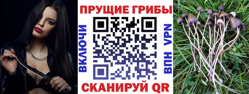 Галлюциногенные грибы Psilocybe  Ступино 